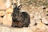 SCOTTISH TERRIER 129